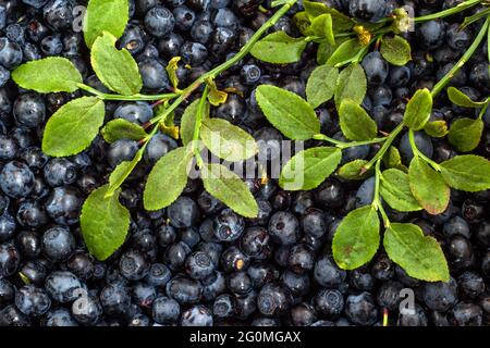 Heidelbeeren im Wald gepflückt, Hintergrundstruktur Stockfoto