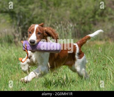 welsh springer Spaniel Welpe Ausbildung zu einem Kanonenhund Stockfoto