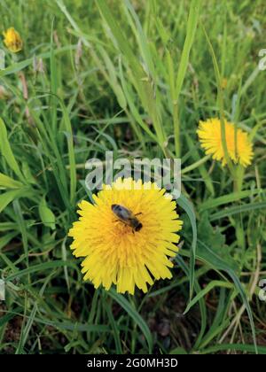 Gelber Dandelion. Eine Biene auf einem Dandelion. Nahaufnahme. Eine Biene sammelt Pollen auf einer gelben Blume. Makrofoto. Grüne Blätter. Grünes Gras. Frühlingslandschaft Stock Vektor