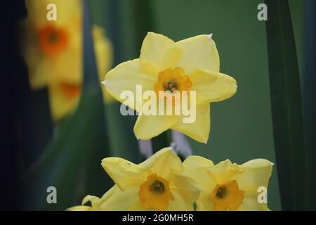 Blume Stockfoto