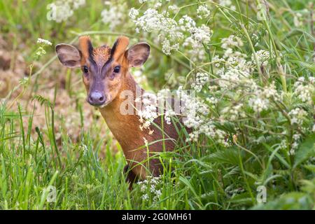 Reeves Muntjac Hirsche aus der Nähe in Norfolk England. Braunes Wildtier in natürlicher Landschaft, das durch die Kuhsilienhecke auf die Kamera schaut Stockfoto