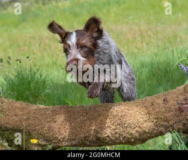 Korthals Gänsegeier Stockfoto