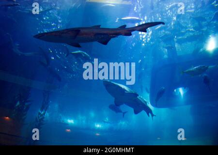 Impressionen: Haie, Aquarium, Dubai Mall, Downtown, Dubai (nur für redaktionelle Verwendung. Keine Werbung. Referenzdatenbank: http://www.360-berlin. Stockfoto