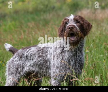 Korthals Gänsegeier Stockfoto