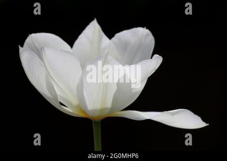 Nahaufnahme einer weißen Tulpe mit schwarzem Hintergrund Stockfoto