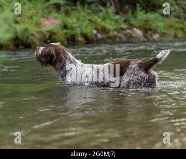 Korthals Gänsegeier, der im Wasser in einem Fluss läuft Stockfoto