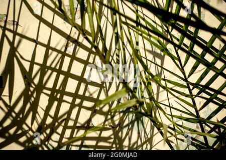 Eine Heimpflanze, die Schatten an die Wand wirft Stockfoto