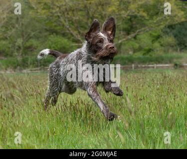 Korthals Gänsegeier, der auf einem Feld läuft Stockfoto