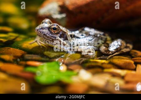 Gewöhnlicher Frosch (Rana temporaria), der am Rand eines Kieselteiches sonnenbaden kann Stockfoto