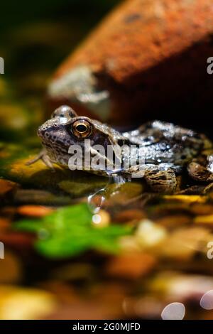 Gewöhnlicher Frosch (Rana temporaria), der am Rand eines Kieselteiches sonnenbaden kann Stockfoto