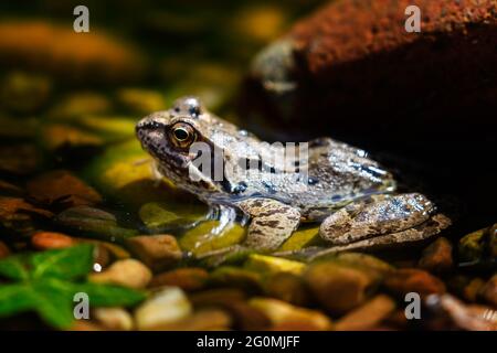 Gewöhnlicher Frosch (Rana temporaria), der am Rand eines Kieselteiches sonnenbaden kann Stockfoto