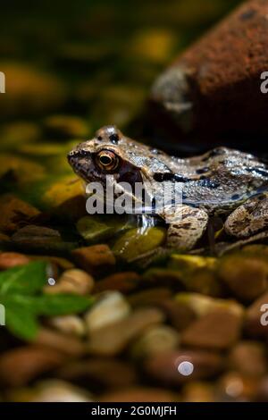 Gewöhnlicher Frosch (Rana temporaria), der am Rand eines Kieselteiches sonnenbaden kann Stockfoto