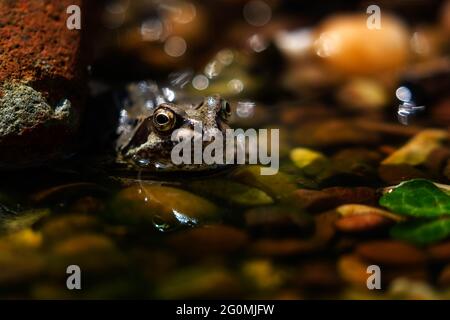Gewöhnlicher Frosch (Rana temporaria), der am Rand eines Kieselteiches sonnenbaden kann Stockfoto