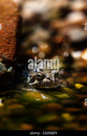 Gewöhnlicher Frosch (Rana temporaria), der am Rand eines Kieselteiches sonnenbaden kann Stockfoto