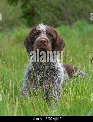 Korthals Gänsegeier Stockfoto