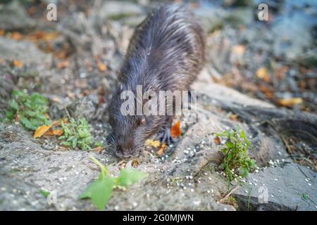 Ein Nutria coypu auf der Suche nach Nahrung Stockfoto