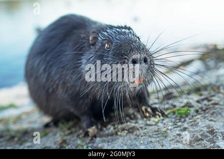 Ein Nutria coypu auf der Suche nach Nahrung Stockfoto