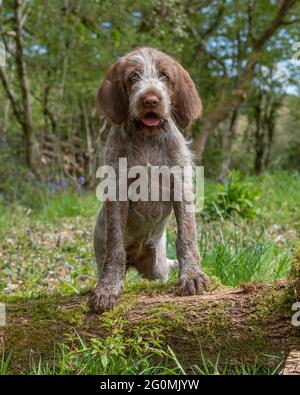 italienischer Spinone Welpe Stockfoto