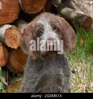 italienischer Spinone Welpe Stockfoto