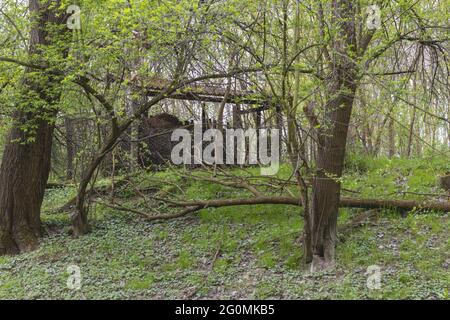 Eine alte Scheune mit Heu im Wald Stockfoto