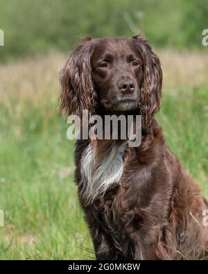 deutscher langhaariger Zeigerhund Stockfoto