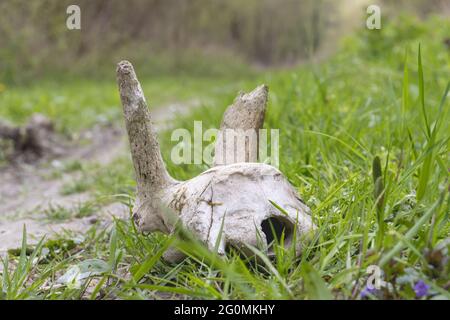 Eine alte Scheune mit Heu im Wald Stockfoto