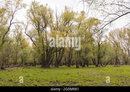 Weidenwald mit umgestürzten Bäumen und grünem Gras Stockfoto