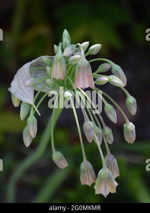 Cambridge, Großbritannien, rein schöner und friedlicher Blumenraum Stockfoto