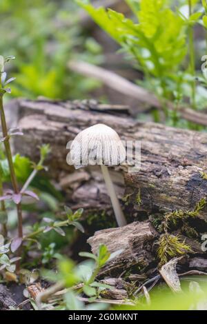 Orange, braune und weiße Pilze im Gras.Pilz wächst im Herbstwald in der Nähe von alten log.Mushroom Foto, Wald Foto.sehr schöne Pilze Stockfoto