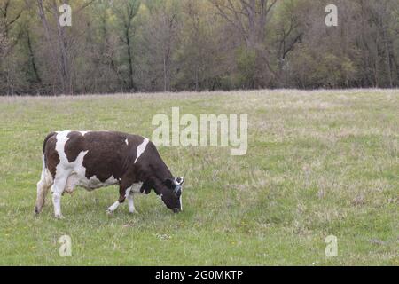 Schwarz-weiße Kuh auf einem grasbewachsenen Feld an einem bewölkten Tag Stockfoto