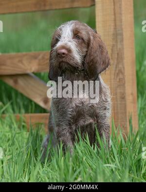 Italienischer Spinone Welpe Stockfoto