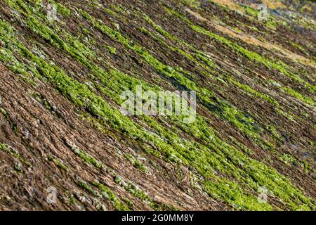 Algenwachstum Dunwich River Walberswick Suffolk Stockfoto