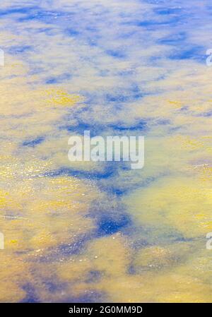 Algenwachstum Dunwich River Walberswick Suffolk Stockfoto