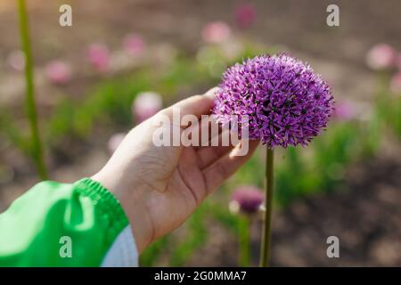 Allium Gladiator blüht im Frühlingsgarten. Gärtner hält lila Blüten in der Landschaft. Nahaufnahme Stockfoto