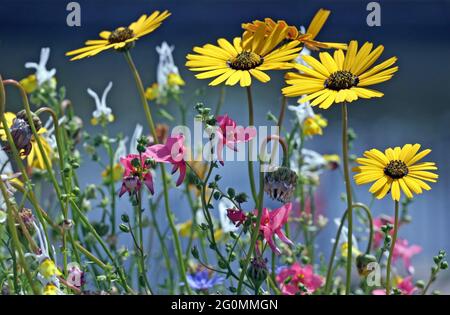 Ein Wirrwarr aus sonnendurchfluteten Blumen mit goldgelben Blüten (Arctotis) in afrikanischer Gänseblümchenform mit dunkler Mitte und winzig rosa Aquiegia-Blüten Stockfoto