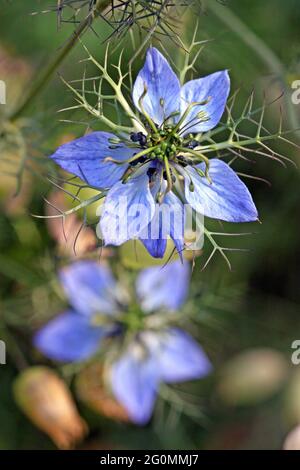 Makrobild der himmelblauen Blütenblätter von Nigella damascena, Love-in-a-Mist und seines netzähnlichen Laubs. Englischer Hüttengarten im Juni Stockfoto