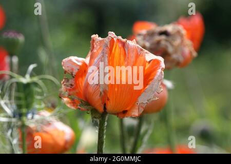 Ein orangefarbener Mohn (orientalischer Mohn des Prinzen von Orange) am Ende der Saison mit welkenden, bräunenden Blütenblättern wie Seidenpapier in voller Sonne Stockfoto