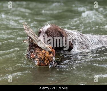 Korthals Griffon arbeitet als Schütze, der einen abgeschossenen Phasan aus dem Fluss zurückholen kann Stockfoto