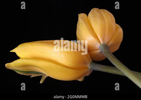 Ein Studiobild von zwei Triumph Strong Gold gelben Tulpen mit Stielen, die vor einem schwarzen Hintergrund verflochten sind. Studio-Image. Stockfoto