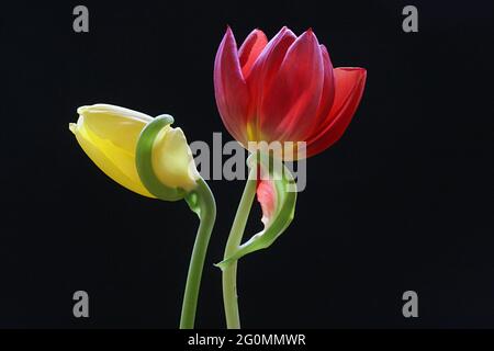 Ein Studiobild einer gelben und roten Tulpe vor schwarzem Hintergrund, ein Symbol für Freundschaft und Hoffnung, eines für tiefe Liebe. Stockfoto