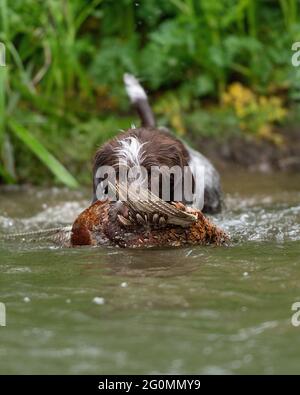 Korthals Griffon arbeitet als Schütze, der einen abgeschossenen Phasan aus dem Fluss zurückholen kann Stockfoto