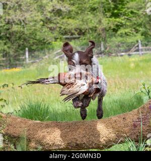 Korthals Griffon arbeitet als Schütze, der einen Kugelfasen über einer Hecke zurückholen kann Stockfoto