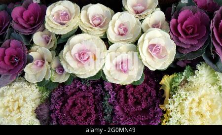 Schöne Zierkohlblüten in lila und weiß, nebeneinander in voller Blüte angeordnet. Stockfoto