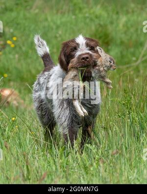 Korthals Griffon arbeitet als Schütze, der einen geschossenen Hasen zurückholen kann Stockfoto