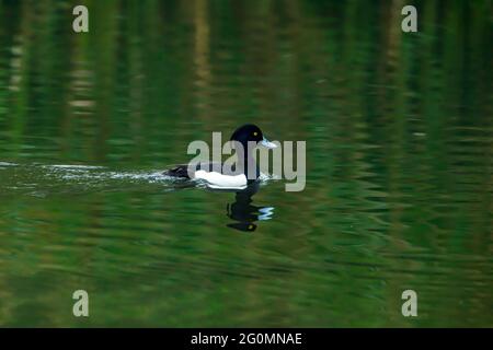 Eine getuftete Ente auf einem Fluss Stockfoto