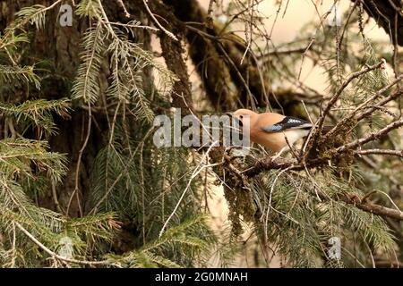 Eurasischer Eichelhäher am Ast, Mitte Schuss, Garrulus glandarius - Mandal, Uttarakhand, Indien Stockfoto