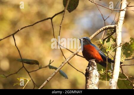 Männliche Kastanie bauchige Rockdrossel - Monticola rufidentris, Sattal, Uttarakhand, Indien Stockfoto