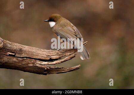 White Throated Laughing Thrush-Garrulax albogularis Sattal, Uttarakhand, Indien Stockfoto