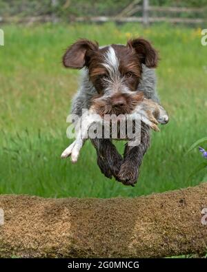 Korthals Griffon arbeitet als Schütze, der einen geschossenen Hasen über einer Hecke zurückholen kann Stockfoto