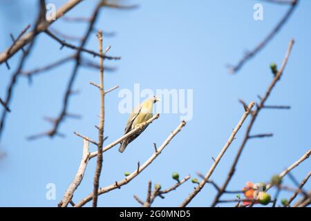 Gelbfüßige grüne Taube, Treron Phoentera, Topchachi Wildlife Sanctuary, Jharkhand, Indien Stockfoto